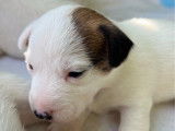 3 chiots Jack Russell LOF à réserver