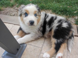 6 chiots Bergers Australiens disponibles à la vente (LOF)