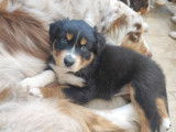 6 chiots Bergers Australiens disponibles à la vente (LOF)