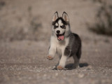 4 chiots Husky de Sibérie LOF disponibles à l’achat