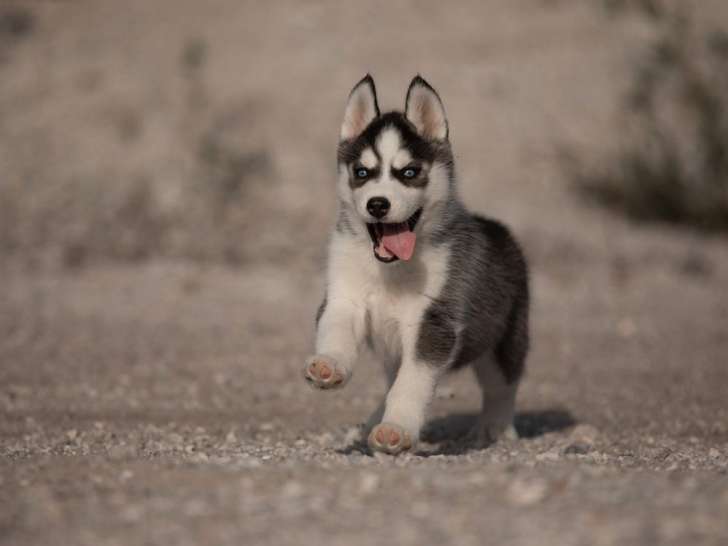 4 chiots Husky de Sibérie LOF disponibles à l’achat