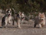 4 chiots Husky de Sibérie LOF disponibles à l’achat
