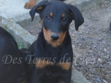 Arobase, belle femelle Beauceron noir et feu inscrite au LOF à vendre
