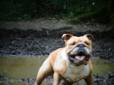 Mâle Bouledogue Anglais LOF disponible à la saillie