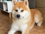 Mâle Akita Inu disponible pour saillie