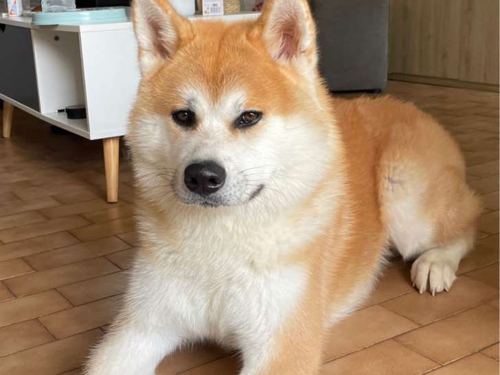 Mâle Akita Inu disponible pour saillie