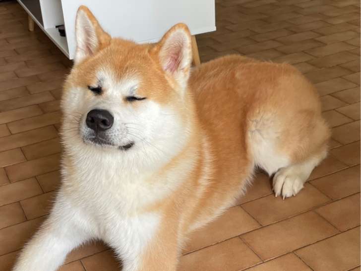 Mâle Akita Inu disponible pour saillie