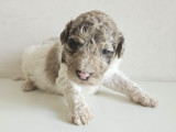 Chiots de race Caniche à vendre (4 femelles & 4 mâles)