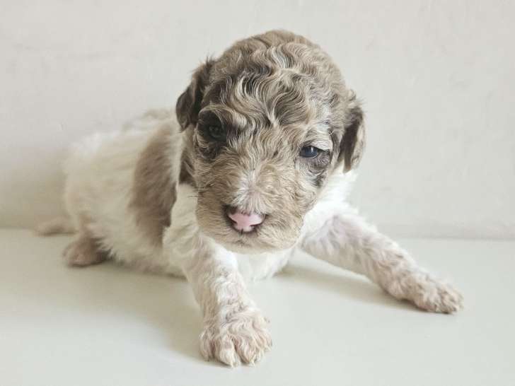 Chiots de race Caniche à vendre (4 femelles & 4 mâles)