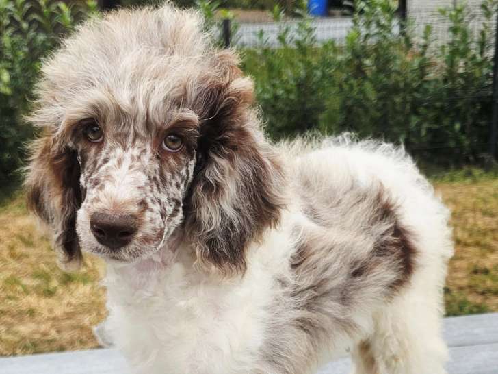 Chiots grand caniche  couleurs exotiques