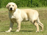 À acheter un chiot mâle Labrador Retriever sable (LOF)