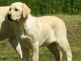 À acheter un chiot mâle Labrador Retriever sable (LOF)