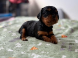 À réserver 3 chiots mâles Cavaliers King Charles (LOF)