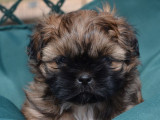 À réserver des chiots Shih Tzu (LOF)