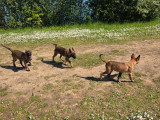 3 chiots femelles Bergers Belges Malinois à vendre (LOF)