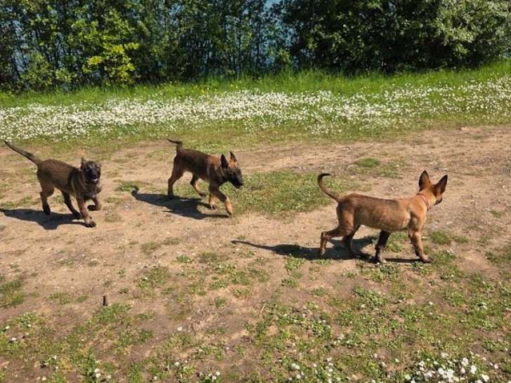 3 chiots femelles Bergers Belges Malinois à vendre (LOF)