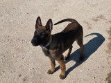 3 chiots femelles Bergers Belges Malinois à vendre (LOF)