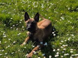 3 chiots femelles Bergers Belges Malinois à vendre (LOF)