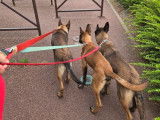 3 chiots femelles Bergers Belges Malinois à vendre (LOF)