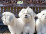 Un chiot femelle Bichon Maltais LOF à vendre
