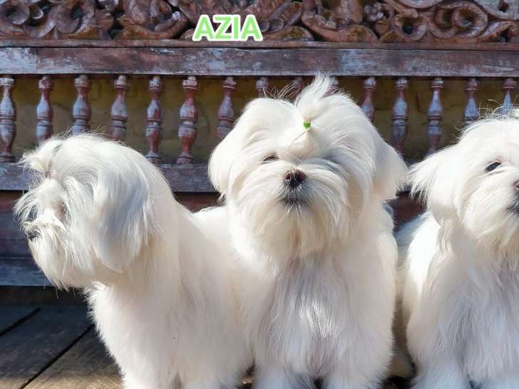 Un chiot femelle Bichon Maltais LOF à vendre