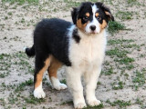 À vendre 4 chiots Bergers Australiens (LOF)