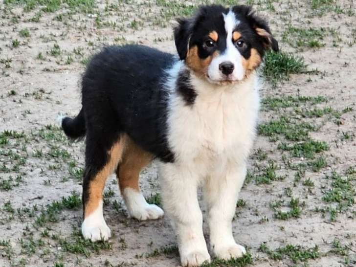 À vendre 4 chiots Bergers Australiens (LOF)