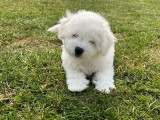 Des chiots Bichons Frisés blancs disponibles à la vente (LOF)