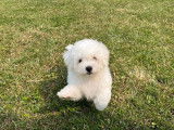 Des chiots Bichons Frisés blancs disponibles à la vente (LOF)