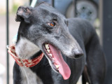Charlotte, douce Galga Espagnole à adopter