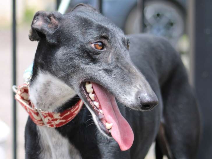 Charlotte, douce Galga Espagnole à adopter