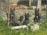 Des chiots femelles Bergers Hollandais bringées LOF à acheter