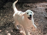 3 chiots Golden Retrievers de couleur sable disponibles à la vente (LOF)