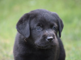 6 chiots mâles Labrador Retrievers LOF à réserver