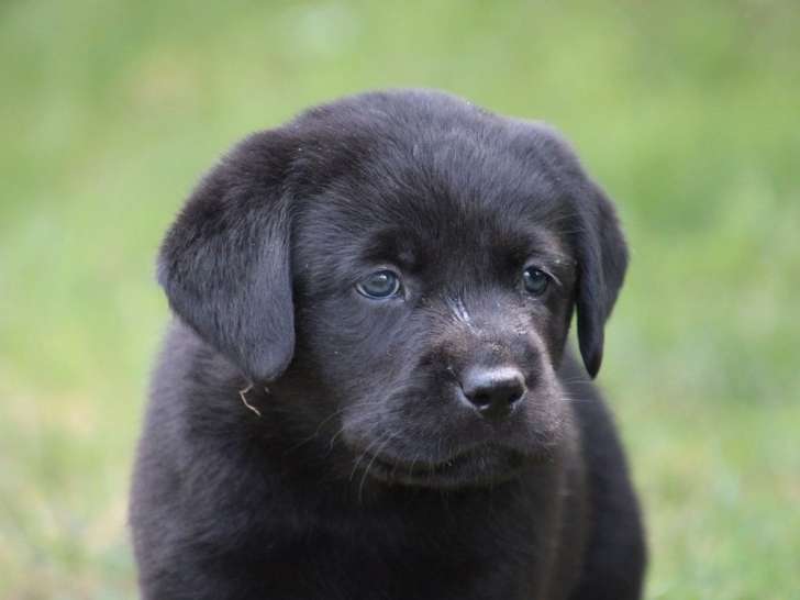 6 chiots mâles Labrador Retrievers LOF à réserver