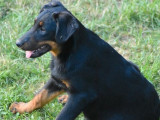 À vendre 5 chiots femelles Bergers de Beauce (LOF)