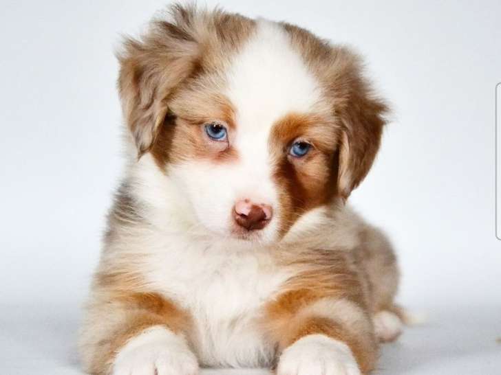 Un chiot Berger Américain Miniature mâle bicolore à réserver (LOF)