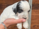 2 chiots mâles Setters Anglais tricolores LOF à réserver