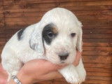 2 chiots mâles Setters Anglais tricolores LOF à réserver