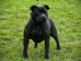 4 chiots Staffordshire Bull Terrier LOF disponibles à la réservation