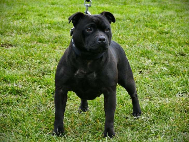 4 chiots Staffordshire Bull Terrier LOF disponibles à la réservation