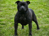 4 chiots Staffordshire Bull Terrier LOF disponibles à la réservation