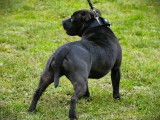 4 chiots Staffordshire Bull Terrier LOF disponibles à la réservation