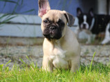 Un chiot mâle Bouledogue Français LOF à acheter