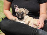 Un chiot mâle Bouledogue Français LOF à acheter