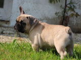Un chiot mâle Bouledogue Français LOF à acheter