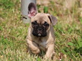 Un chiot mâle Bouledogue Français LOF à acheter