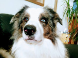 U-stone, mâle Border Collie bleu merle à poil long disponible pour saillie