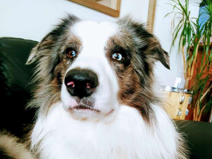 U-stone, mâle Border Collie bleu merle à poil long disponible pour saillie