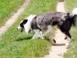 U-stone, mâle Border Collie bleu merle à poil long disponible pour saillie